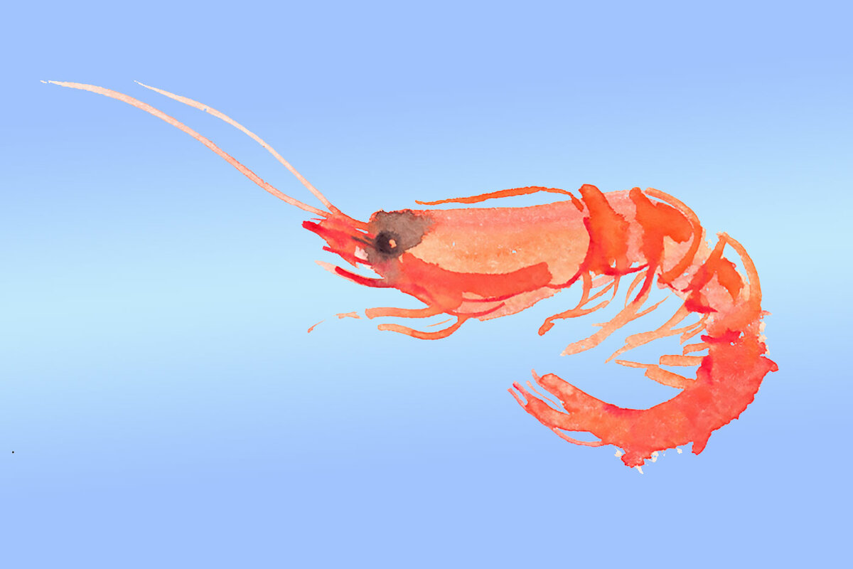 Forschung zu Mikroplastik im Meer und in Meeresfrüchten