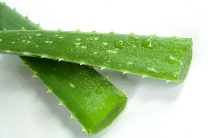 Achtung bei der Zubereitung: Aloe Blätter enthalten Aloin