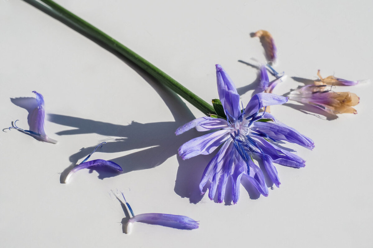 Keto Kaffee und Zichorie Getränk