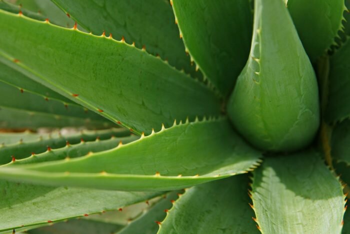 Aloe Vera Saft Wirkung auf den Körper und Verdauung
